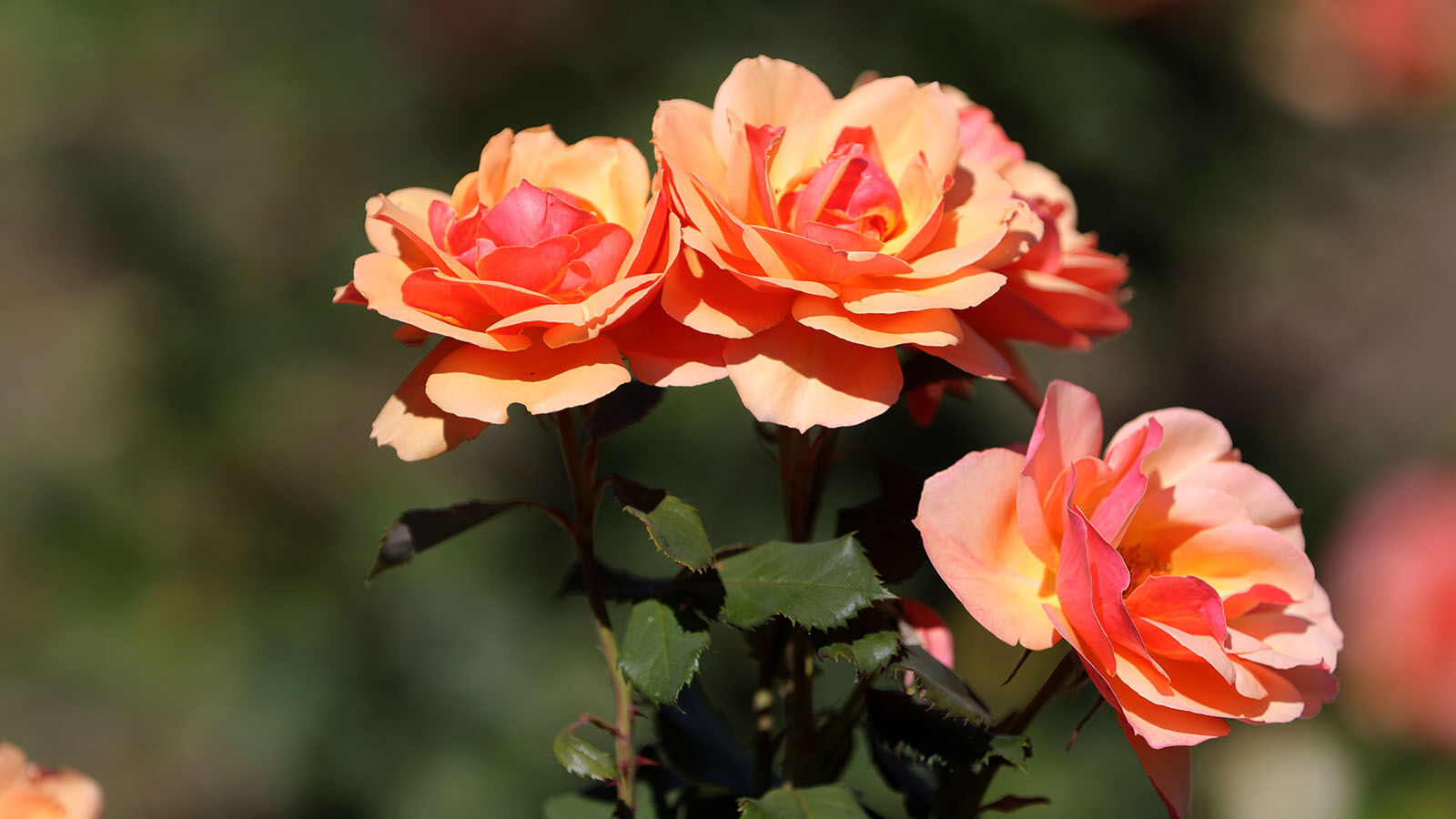 Rose Delaware Park Rose Garden